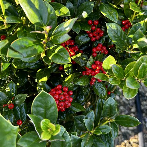 Ilex cornuta ‘Burfordii Nana’ | Piedmont Carolina Nursery