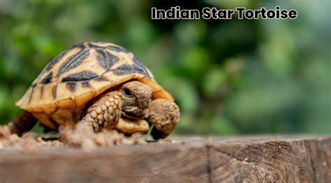 Top 10 Largest Tortoise Species in The World - Top Ten Knowledge