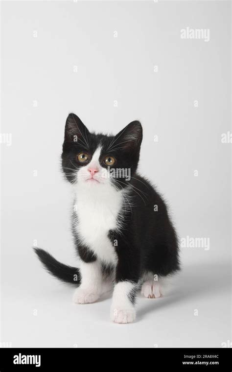 Domestic Cat Kitten 8 Weeks Stock Photo Alamy