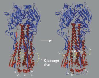 Influenza HA cleavage is required for infectivity | Virology Blog