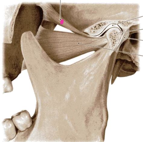 Muscles Of Mastication And TMJ Anatomy Flashcards Quizlet