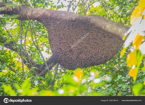 Bee Nest In Tree