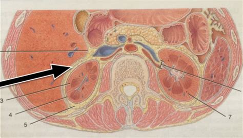 Bios Lab Kidney Anatomy Flashcards Quizlet