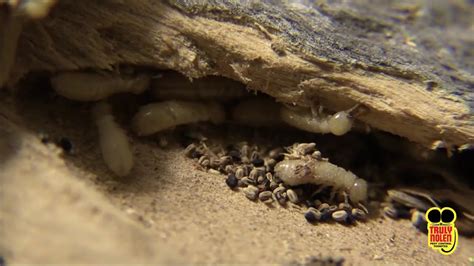 Pest Guide Drywood Termites Youtube