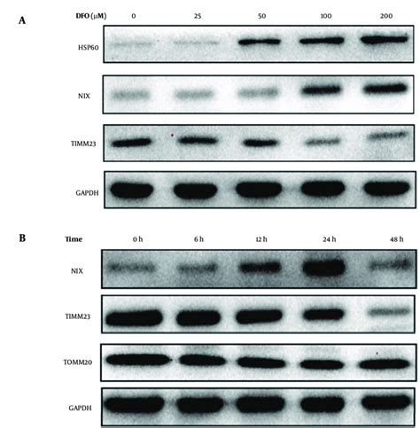 A, Effects of deferoxamine at different concentrations on the ...