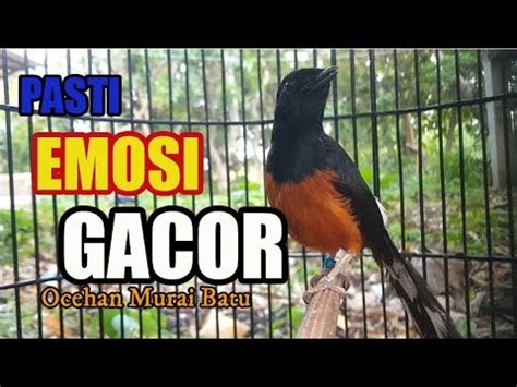 Seketika Ngamuk Dan Gacor Dengan Pancingan Murai Ini Cobalah