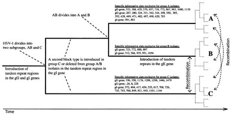 Schematic Phylogenetic Illustration Of A Suggested Evolutionary History