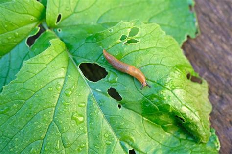 How To Get Rid Of Garden Slugs 7 Practical Solutions That Really Work