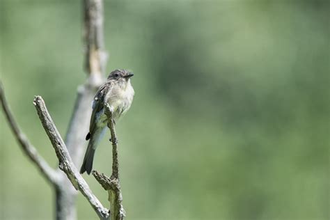 Free Images Branch Wildlife Green Beak Fauna Canada Vertebrate