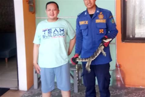 Biawak Meter Gegerkan Penghuni Rumah Di Sidoarjo Begini