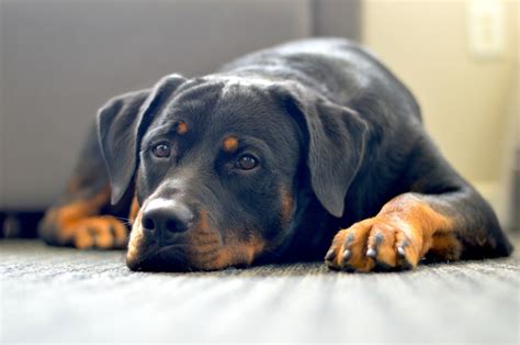 Pros Y Contras De Un Rottweiler Razas De Perros Asesoramiento Experto Sobre Mascotas Cuidado