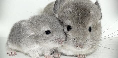 Chinchillas Have Three Distinct Phases During Dust Bathing In The Paw