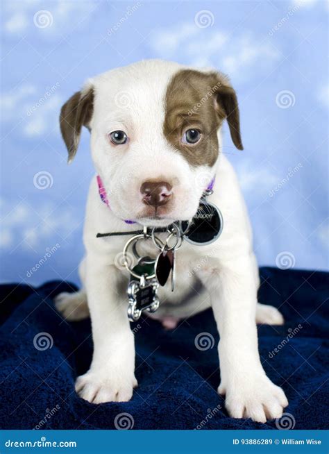 Can You Identify A Dog By Its Rabies Tag