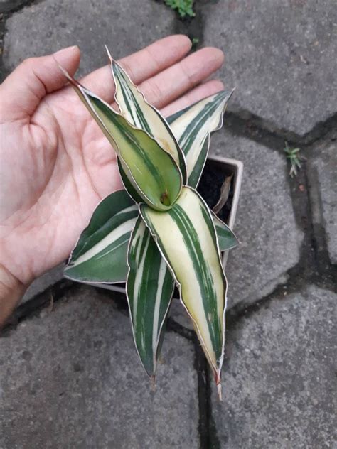 Sansevieria Robusta Blanco Variegated Etsy