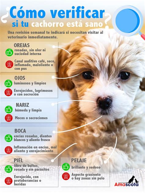 Enfermedades comunes en los cachorros y cómo prevenirlas Perros