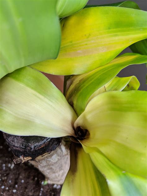 Corn Plant Care Yellow Leaves Why Are My Dracaena S Leaves Turning