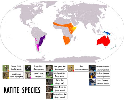 Global distribution of Ratites (i.e. large flightless birds) : r/UrbanRescueRanch