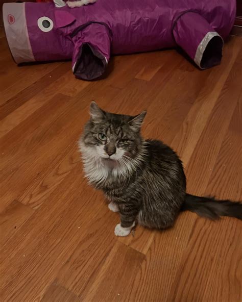 Only Maine Coons Rescue