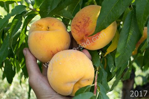 Персик Вулкан Т1 | Vulcan | Агро Сад