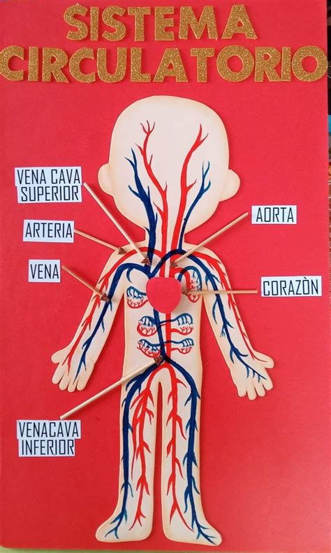 Maqueta Sistema Circulatorio Maquetas Escolares Esquema Del Cuerpo