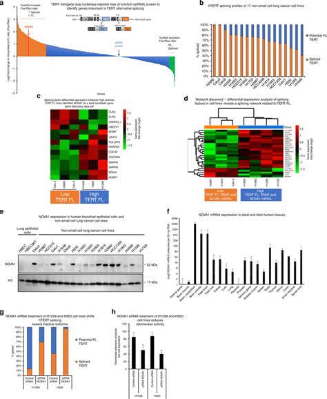 Htert Alternative Splicing Is Regulated By A Network Of Rna Binding Download Scientific Diagram