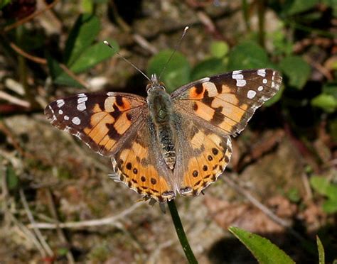 Vanessa Cardui Distelvlinder La Belle Dame Painted Lady Bart