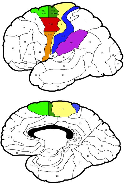 Primary Somatosensory Cortex Brodmann Area