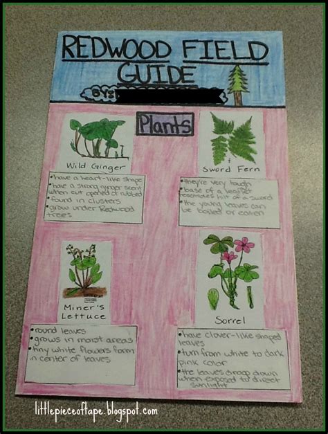 Little Piece Of Tape Creating A Field Guide In The Classroom