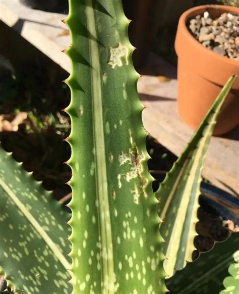 Signs Of Overwatered Aloe Vera With Solutions EcoPlantera