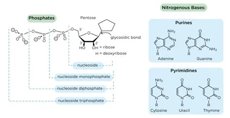 Nucleoside - Definition, Types, Structure, Functions - Biology Notes Online