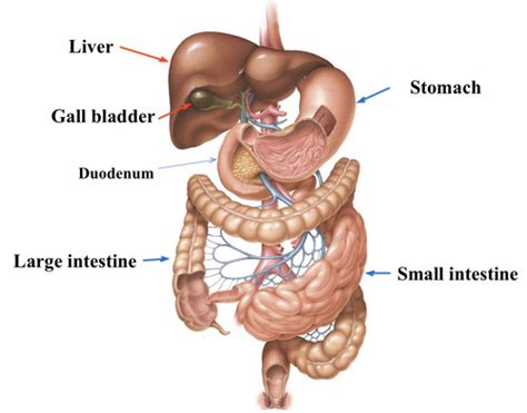 An Introduction To The Gut Flashcards Quizlet