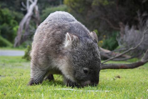 Wombat The Life Of Animals