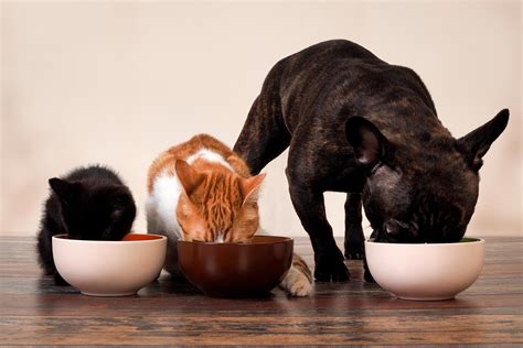 Alimentação e Nutrição de Cães e Gatos Unimar EAD