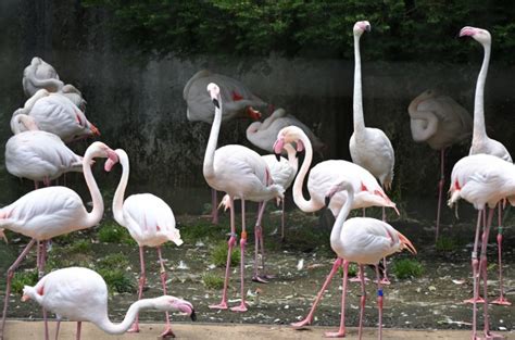 多摩動物公園、鳥インフルエンザの疑いで当面臨時休園。ツクシガモ4羽から陽性を確認 Tokyo Headline