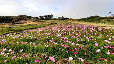 Top 10 Beautiful Flower Farms And Gardens In The Philippines Guide To