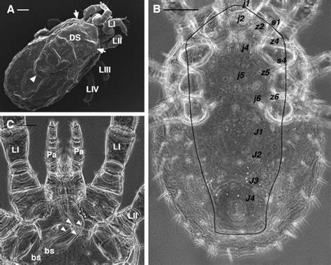 Dermanyssus Gallinaefemalesa Sem Image Dorsal Overview Showing The Download Scientific