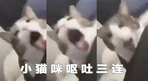 太上头了！猫咪吸了猫薄荷后太搞笑了！这种感觉就像飞翔在 知乎