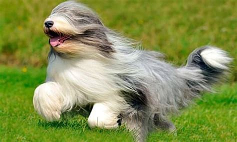 ¿cómo Son Los Perros Raza Bearded Collie O Collie Barbudo