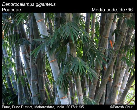 Dendrocalamus giganteus | Butterfly