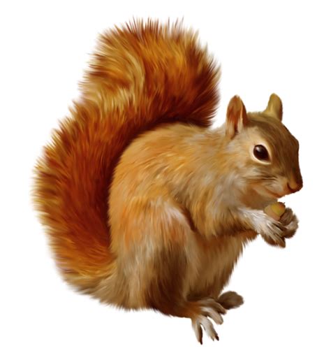 Free Squirrel Png Download Free Squirrel Png Png Images Free Cliparts