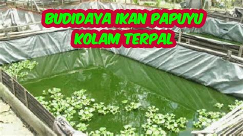 Budidaya Ikan Papuyu Kolam Terpal Youtube