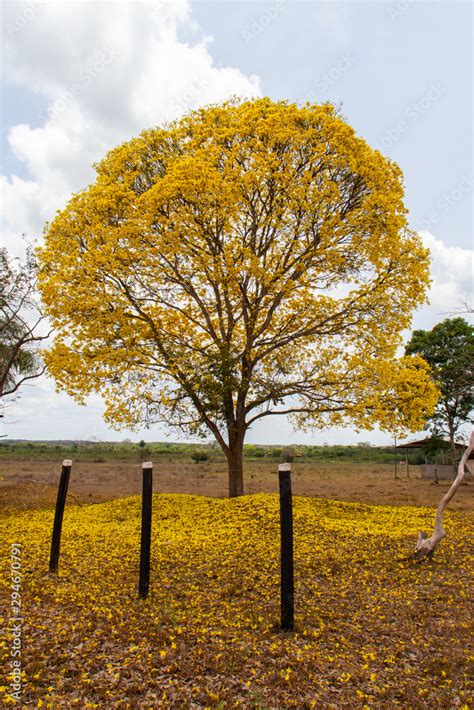 Golden Trumpet Tree Handroanthus albus known in Brazil as Ipê