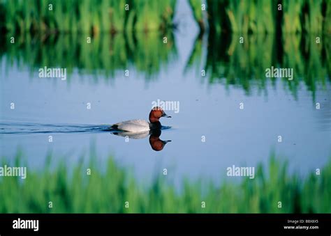 Bird Swimming In Water Stock Photo Alamy