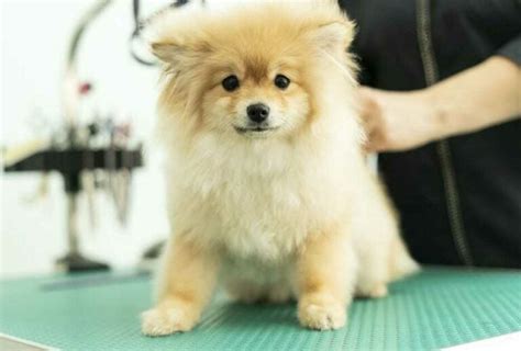 26 Pomeranian Haircuts That Make Your Little Pooch Look Super Cute ...