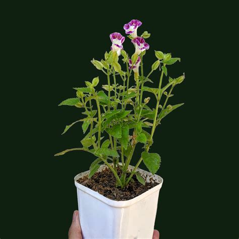 torenia fournieri wishbone flower 1