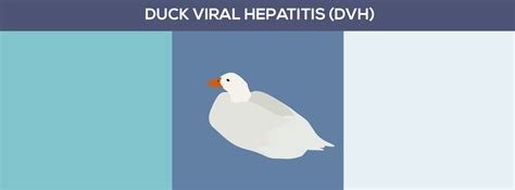 Duck viral hepatitis (DVH) in Pet Ducks