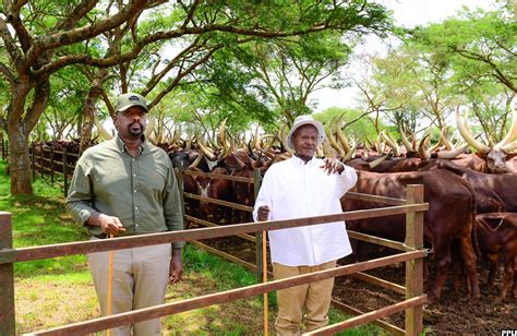 PICTURES President Museveni Muhoozi Visit Kisozi Farm Bukedde