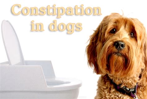 Best Remedies For Constipation in Dogs