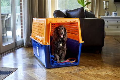 The Benefits Of Pet Travel Crate Familiarisation Jetpets Au