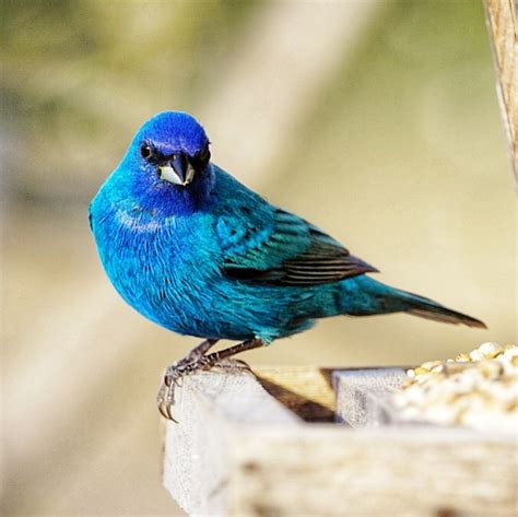 Indigo Bunting Nest Box